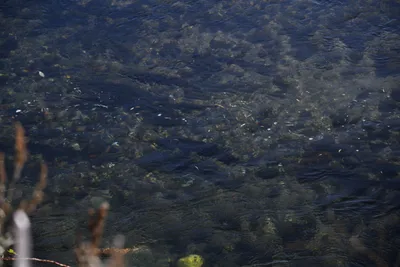 DSC_6511 (Large).JPG